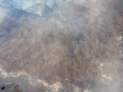 Cystoseira humilis