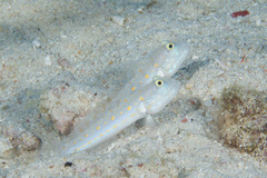 Valenciennea puellaris