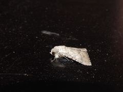 Pandesma robusta
