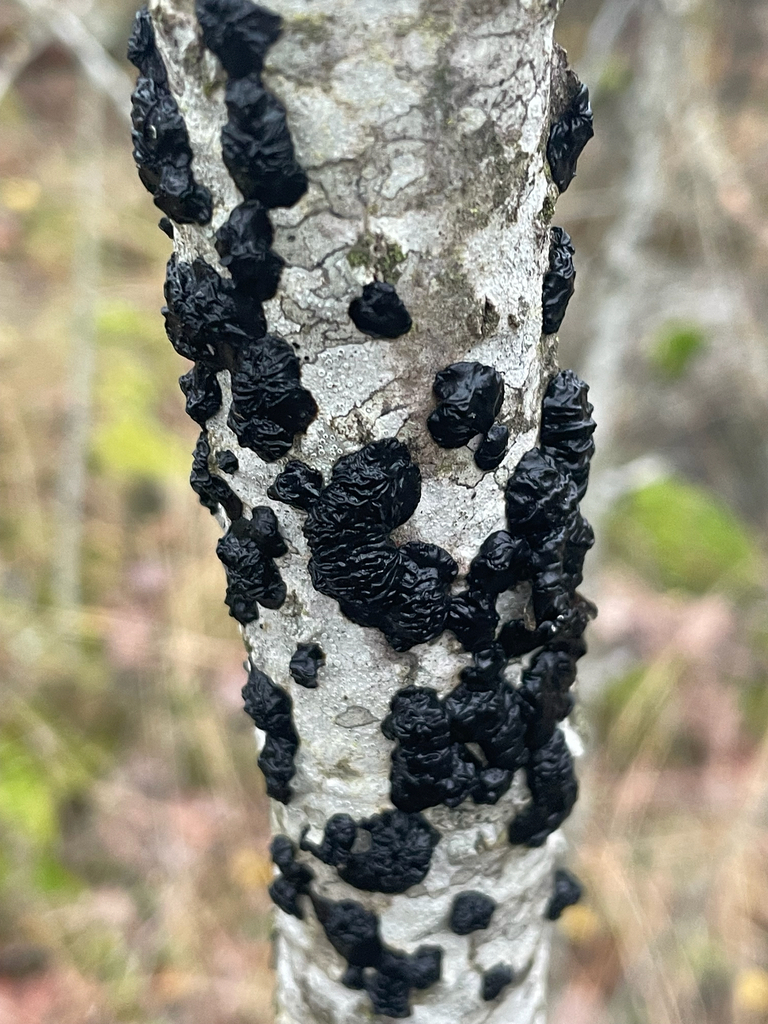 Exidia nigricans · November 2025 · photo: © edonardo (iNaturalist, cc-by)