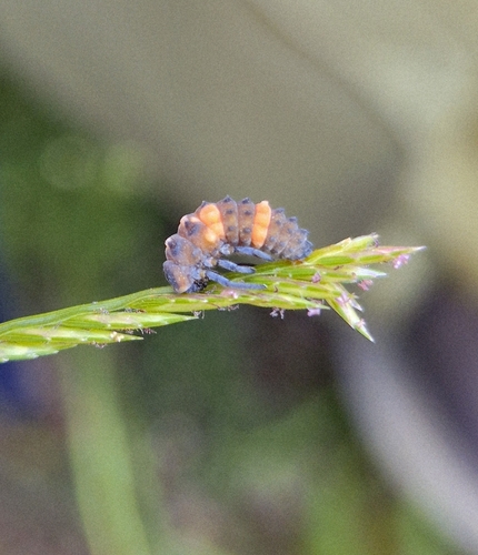 Small Transverse Ladybird Beetle
