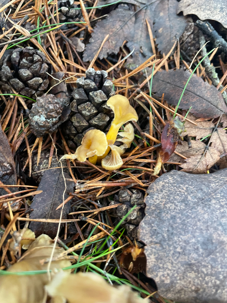 Craterellus tubaeformis · November 2025 · photo: © edonardo (iNaturalist, cc-by)