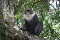 Cercopithecus mitis kolbi