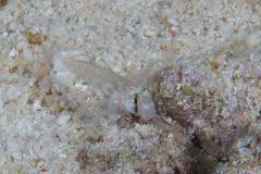 Gnatholepis cauerensis