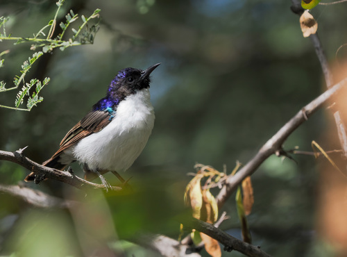 Eastern Violet-backed Sunbird