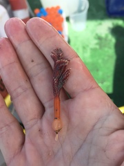 Pennatula phosphorea