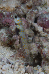 Amblyeleotris guttata