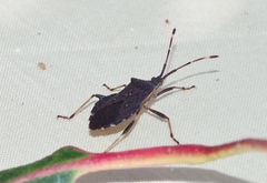 Gelonus tasmanicus