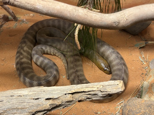 Woma Python sighting