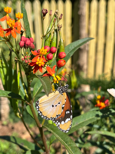 Plain Tiger Butterfly