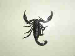 Heterometrus laoticus