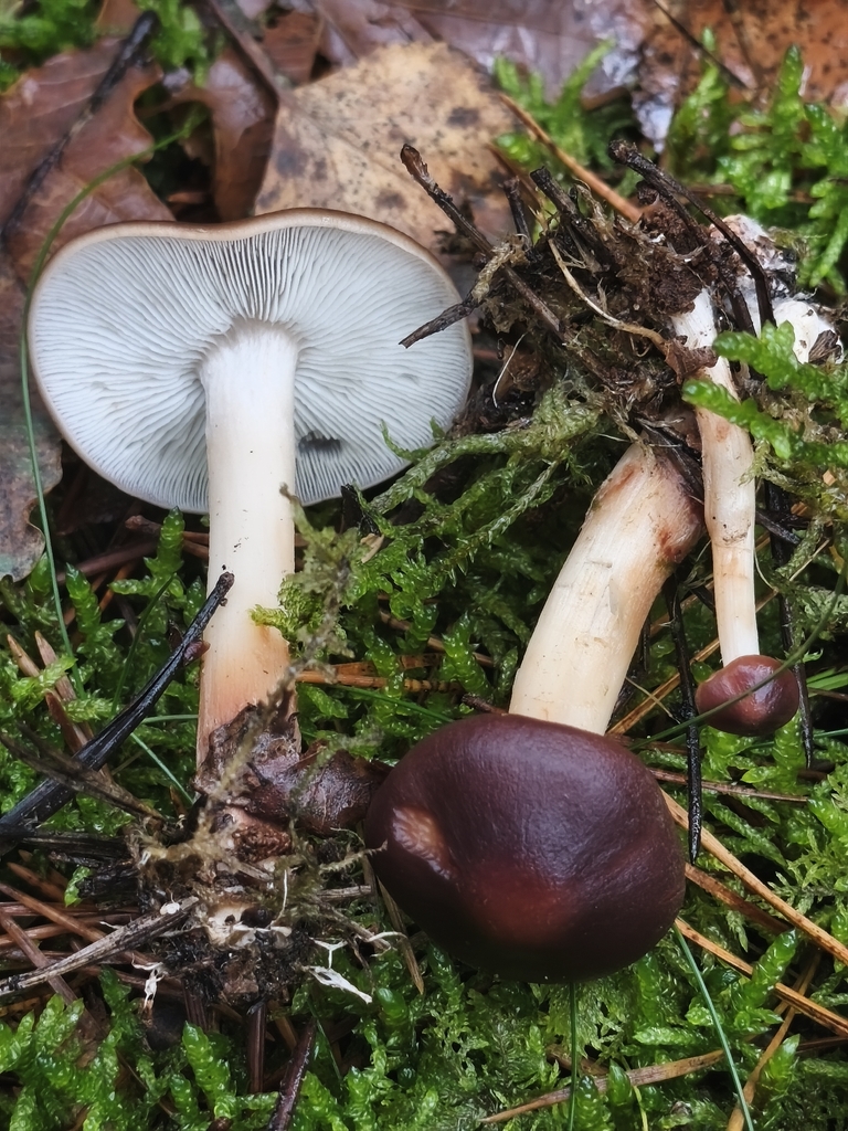 Rhodocollybia prolixa · November 2025 · photo: © mycototor (iNaturalist, cc-by)