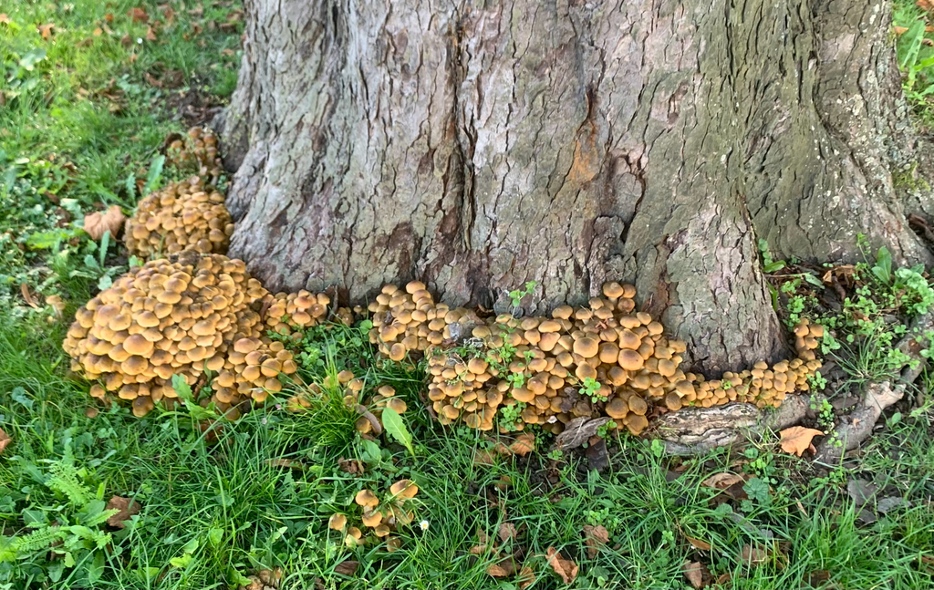 Armillaria mellea · November 2025 · photo: © skeenix (iNaturalist, cc-by)