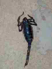 Heterometrus laoticus