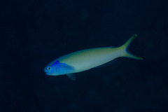 Hoplolatilus starcki