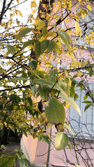 Magnoliopsida