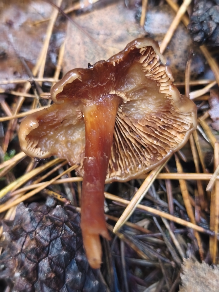 Rhodophana nitellina · November 2025 · photo: © mycototor (iNaturalist, cc-by)