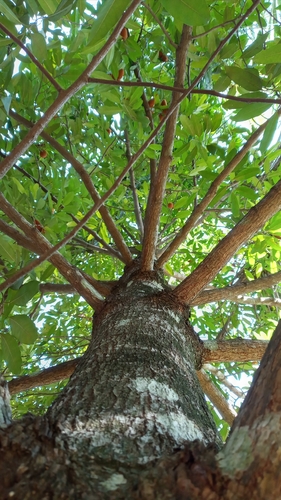 Image of Myristica malabarica by (c) R K, some rights reserved (CC BY)