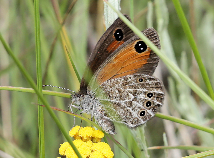 Paludis Brown