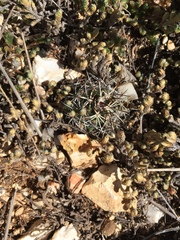 Echinocereus davisii