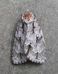 Acronicta laetifica