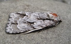 Acronicta laetifica