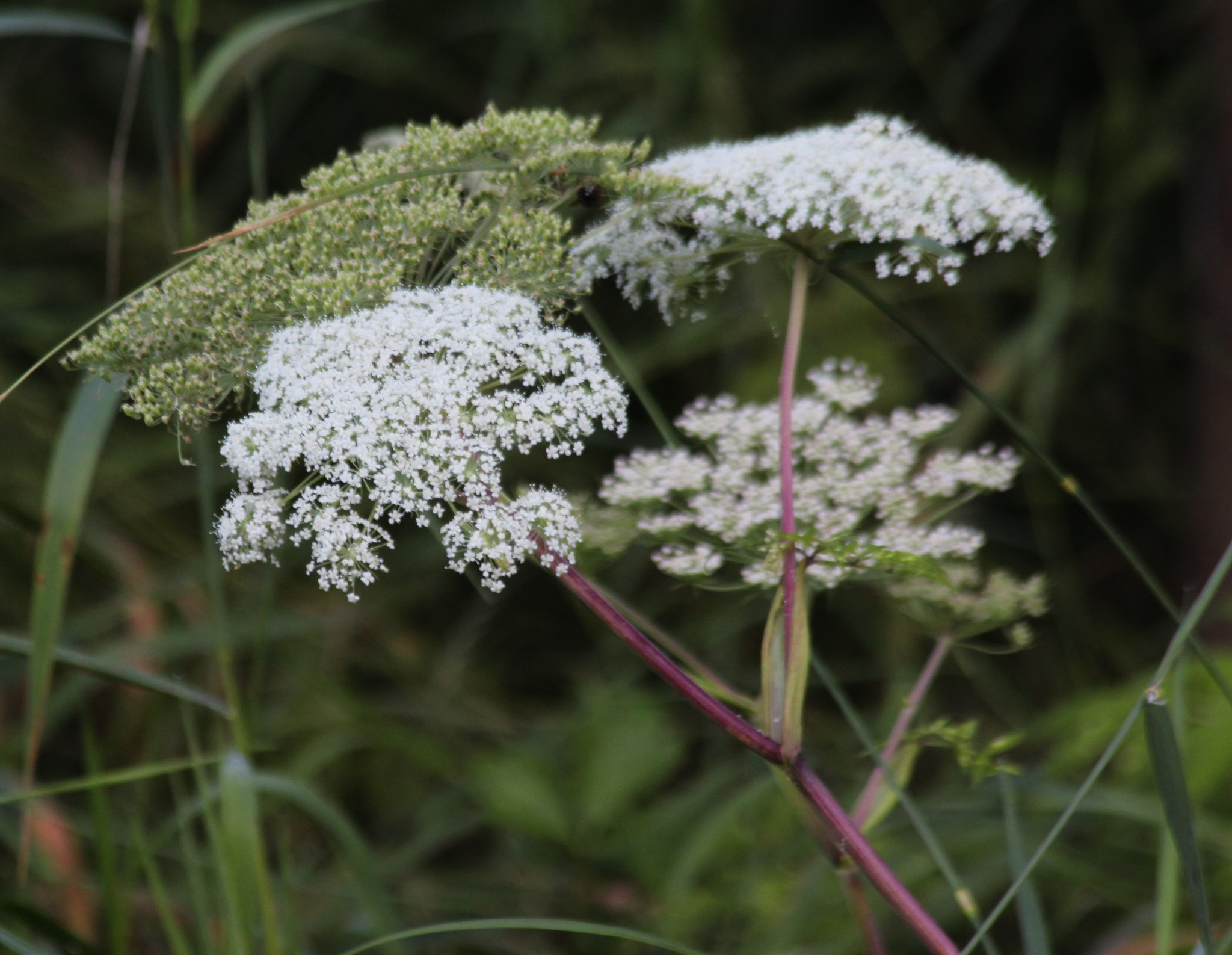 Angelica genuflexa