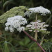 Kneeling Angelica - Photo (c) Ольга Курякова, some rights reserved (CC BY-NC), uploaded by Ольга Курякова
