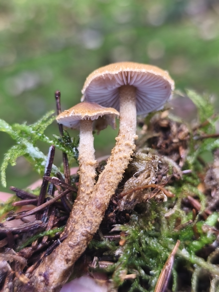 Cystoderma amianthinum · November 2025 · photo: © mycototor (iNaturalist, cc-by)
