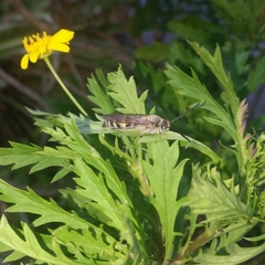 Radumeris tasmaniensis