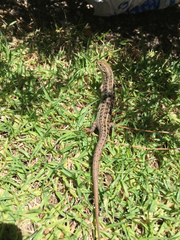 Trachylepis capensis