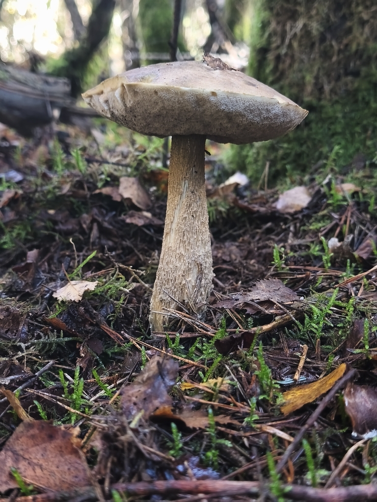 Leccinum cyaneobasileucum