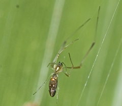 Argyrodes rainbowi
