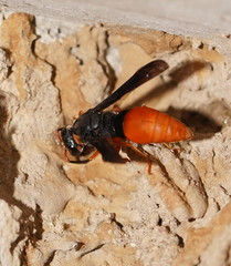 Pseudabispa bicolor