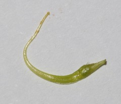 Aspalathus astroites