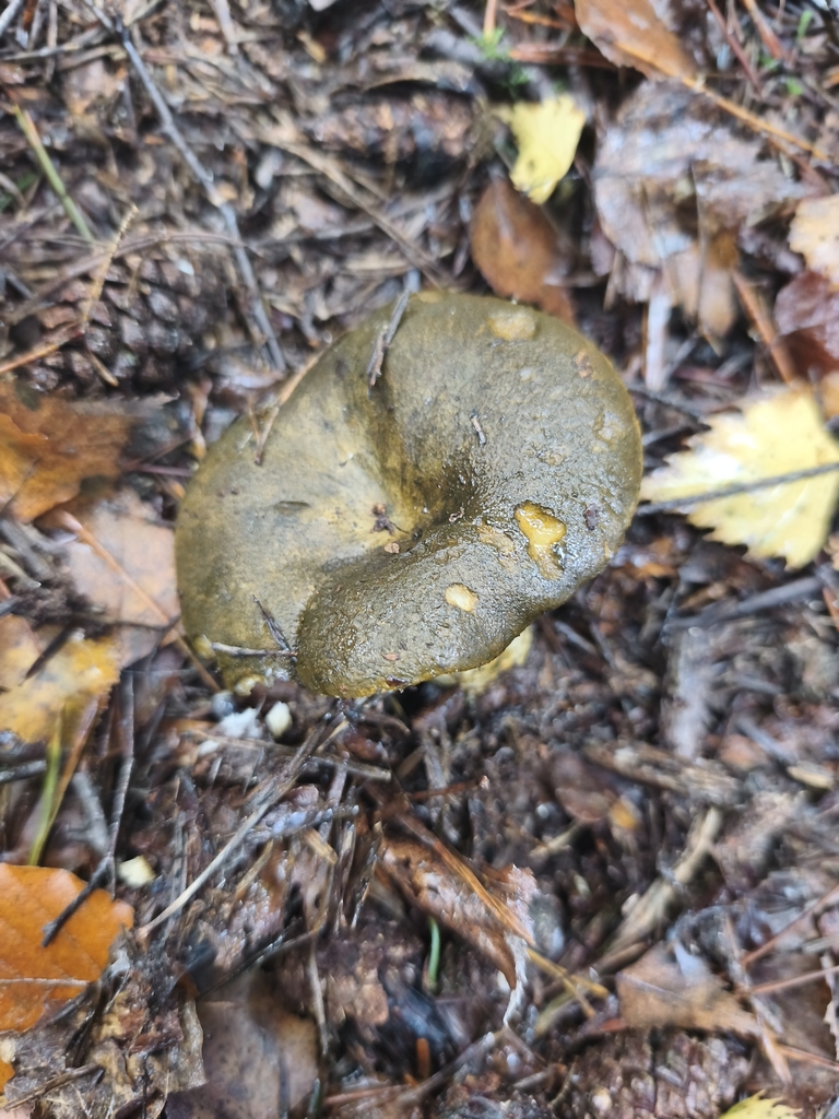 Lactarius turpis · November 2025 · photo: © mycototor (iNaturalist, cc-by)