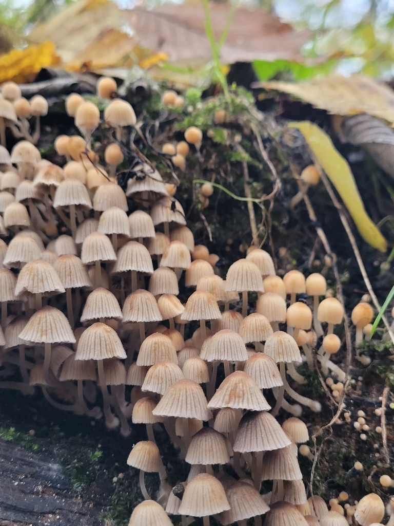 Coprinellus disseminatus · November 2025 · photo: © jana682 (iNaturalist, cc-by)