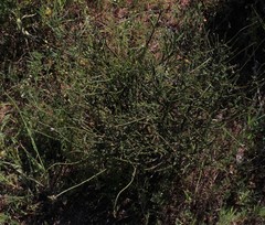 Thesium patulum