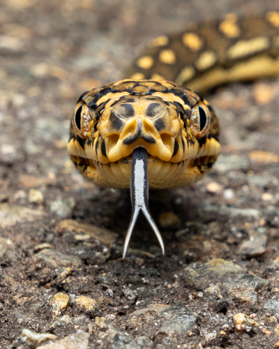 Diamond Python sighting