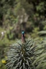 Nectarinia johnstoni