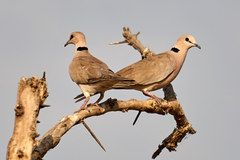 Streptopelia vinacea