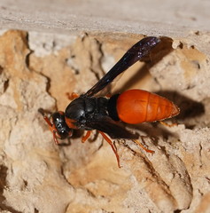 Pseudabispa bicolor