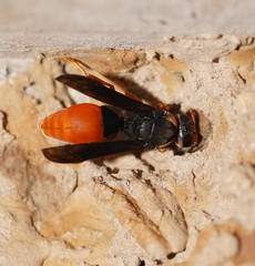Pseudabispa bicolor
