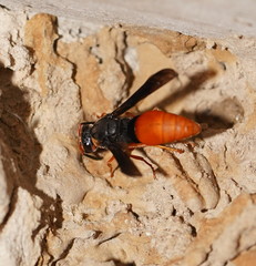 Pseudabispa bicolor