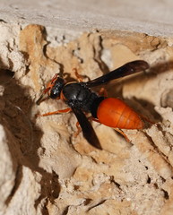 Pseudabispa bicolor