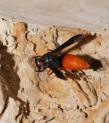 Pseudabispa bicolor