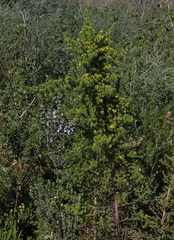 Aspalathus astroites