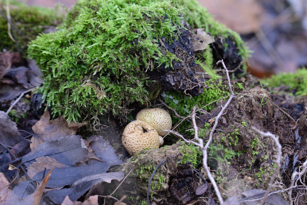 Scleroderma citrinum · November 2025 · photo: © edonardo (iNaturalist, cc-by)