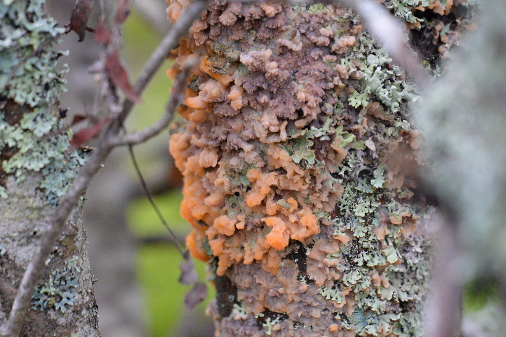 Phlebia radiata · November 2025 · photo: © edonardo (iNaturalist, cc-by)