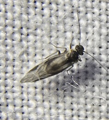 Elipsocus hyalinus